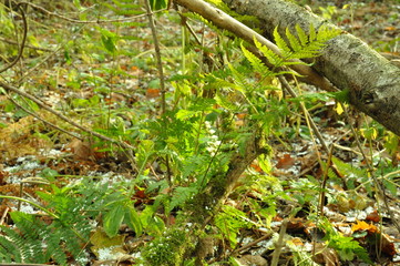 green moss on the ground