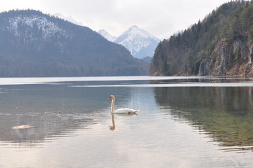 swan on lake in the mountains