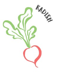 Radish hand painted with ink brush isolated on white background