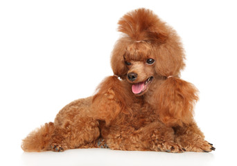 Charming Red Toy Poodle