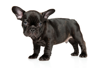 French bulldog puppy on a white background