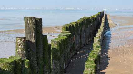 Rows of wooden poles covered by algae and barnacles at Dutch North Sea coast.