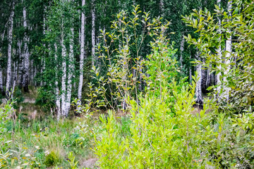 Birch grove in the summer in the daytime in the sunlight.