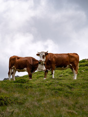Fototapeta na wymiar Two brown and white checked cows in the alps on a Green meadow in the Italian alps. Organic livestock of beef in the alps. 