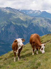 Fototapeta na wymiar Two brown and white checked cows in the alps on a Green meadow in the Italian alps with mountains in the background. 