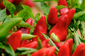 plantacion de pimientos Tap de Corti, Sencelles, Mallorca, balearic islands, spain, europe