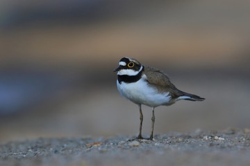 Little-ringed Plover, Charadrius dubius, in the nature habitat. wilife scene fron nature habitat