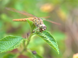 Closeup Dragonfly , Damselfly on lantana camara flower plants in garden with blurred background ,macro image	