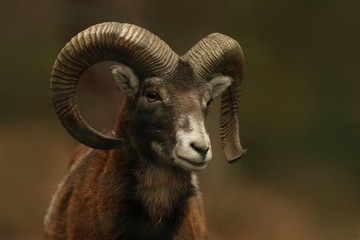 mouflon (Ovis orientalis orientalis) close up portrait. Close-up portrait of mammal with big horn, Czech Republic.