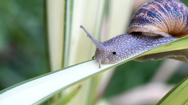 Lenteut d'escargot