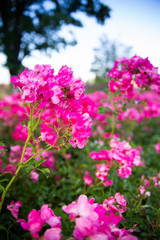 Blooming pink flowers in a garden, park, meadow on a sunny day.