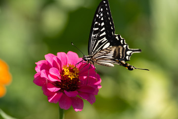Fototapeta na wymiar 花と蝶