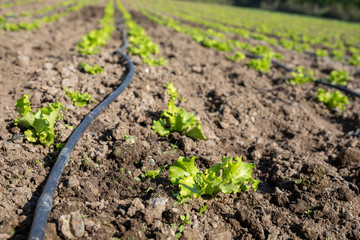 vegetable rows. farming and  agriculture concept. 