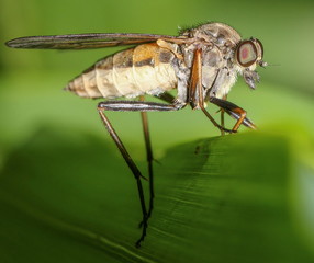 Fliege, Insekt, Natur, Tier, Makro, Natur, 
Insekten, wild lebende Tiere