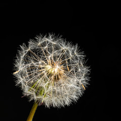 Close-up of a faded dandelion flower with details on black background, Uster, Switzerland, Europe.