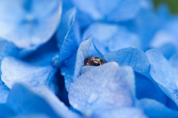 紫陽花と隠れた虫