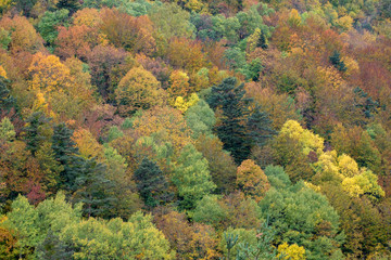 Mixed deciduous forest, green corridor of the river Veral, western valleys, Pyrenean mountain range, province of Huesca, Aragon, Spain, europe