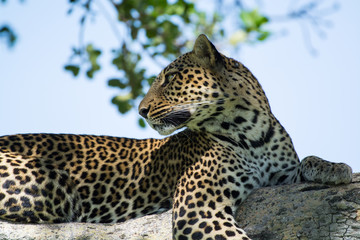 Tree climbing leopard relaxing and overlooking the landscape at Serengeti National Park, Tanzania,...
