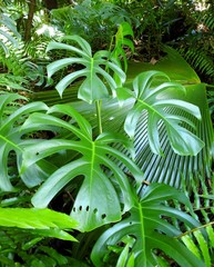tropical monstera leaf
