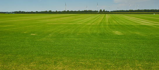 Huge grass field as a replenishment for the turf of golf courses