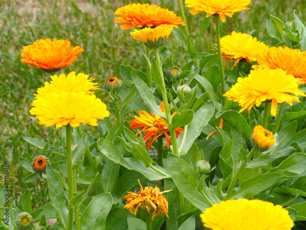 Sticker flower bed in the garden with yellow-orange flowers