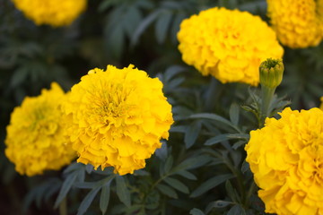 Yellow marigolds in the garden