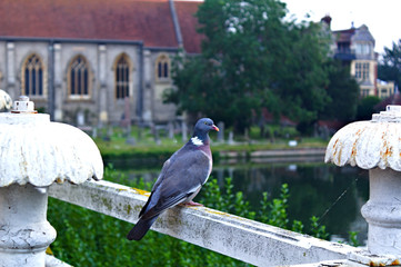 pigeons perched over the river