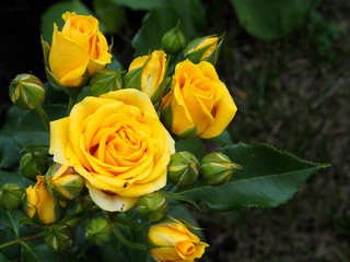 yellow rose buds close up on a Bush in nature