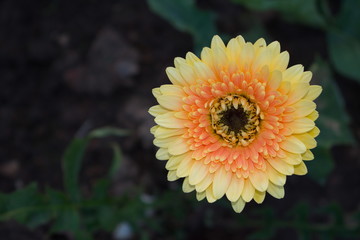 Orange chrysanthemum in the garden