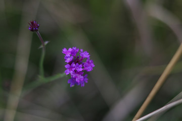 closeup on purple flower