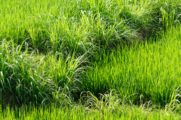 High green and colorful grass background pattern