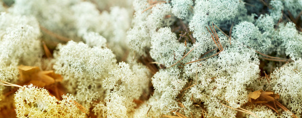 nature, environment and botany - close up of reindeer lichen moss
