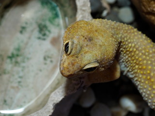 eublepharis lizard head close up