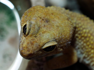 eublepharis lizard head close up