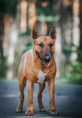 Bull terrier show dog posing outside. Red bullterrier male. Strong dog.	