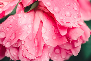 Pink peony flower with water drops. Close-up.