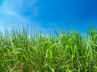 夏の青空と野原。8月。