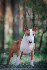 Fototapeta na wymiar Bull terrier show dog posing outside. Red bullterrier male. Strong dog. 