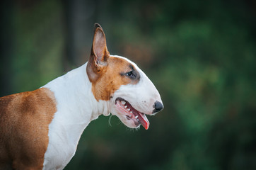 Bull terrier show dog posing outside. Red bullterrier male. Strong dog.	