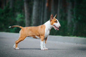 Bull terrier show dog posing outside. Red bullterrier male. Strong dog.	