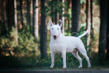 Bull terrier show dog posing outside. Red bullterrier male. Strong dog.	