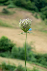 Flor con gotas de agua