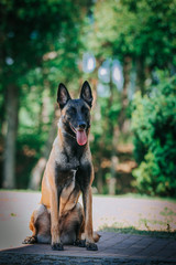 Malinois dog outside posing. Active and strong dog.	