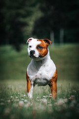 Staffordshire bull terrier in action photography outside.	