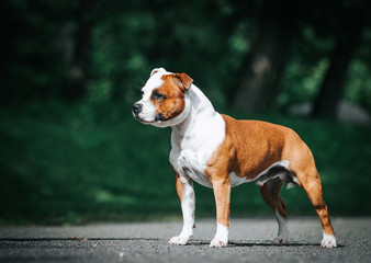 Staffordshire bull terrier in action photography outside.	