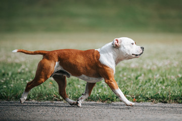 Staffordshire bull terrier in action photography outside.	