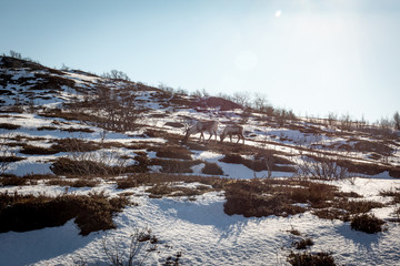 Reindeer grazing in the north of Norway. 