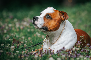 Staffordshire bull terrier in action photography outside.	