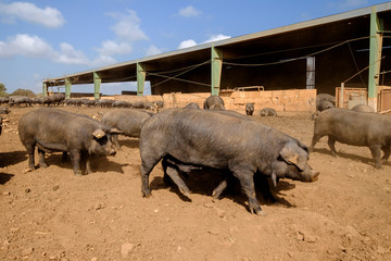 piara de cerdos negros, finca Es Bosch Vell, Santa Margalida, Mallorca, balearic islands, spain, europe