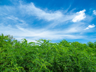 夏の青空と野原。8月。
